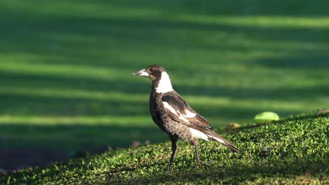 Defensive-bird-species,-Australian-magpie,-gymnorhina-tibicen-with-black-and-white-plumage,-foraging-and-pecking-on-the-grassy-ground,-wondering-around-its-surrounding-environment-in-bright-daylight