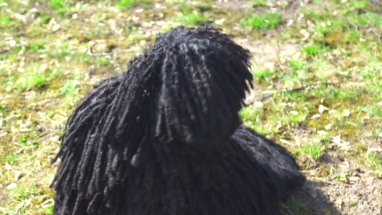 perro puli negro de pura raza sentado en un jardín y mirando alrededor, en un día ventoso