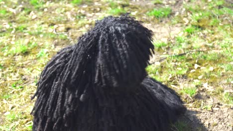 black purebred puli dog sitting on a garden and looking around, on a windy day