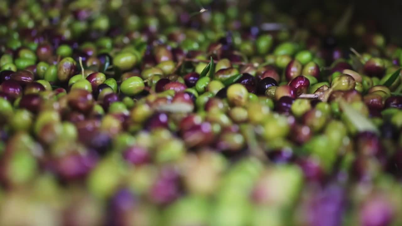 Olive scosse su un tavolo di cernita, rimuovendo foglie e detriti