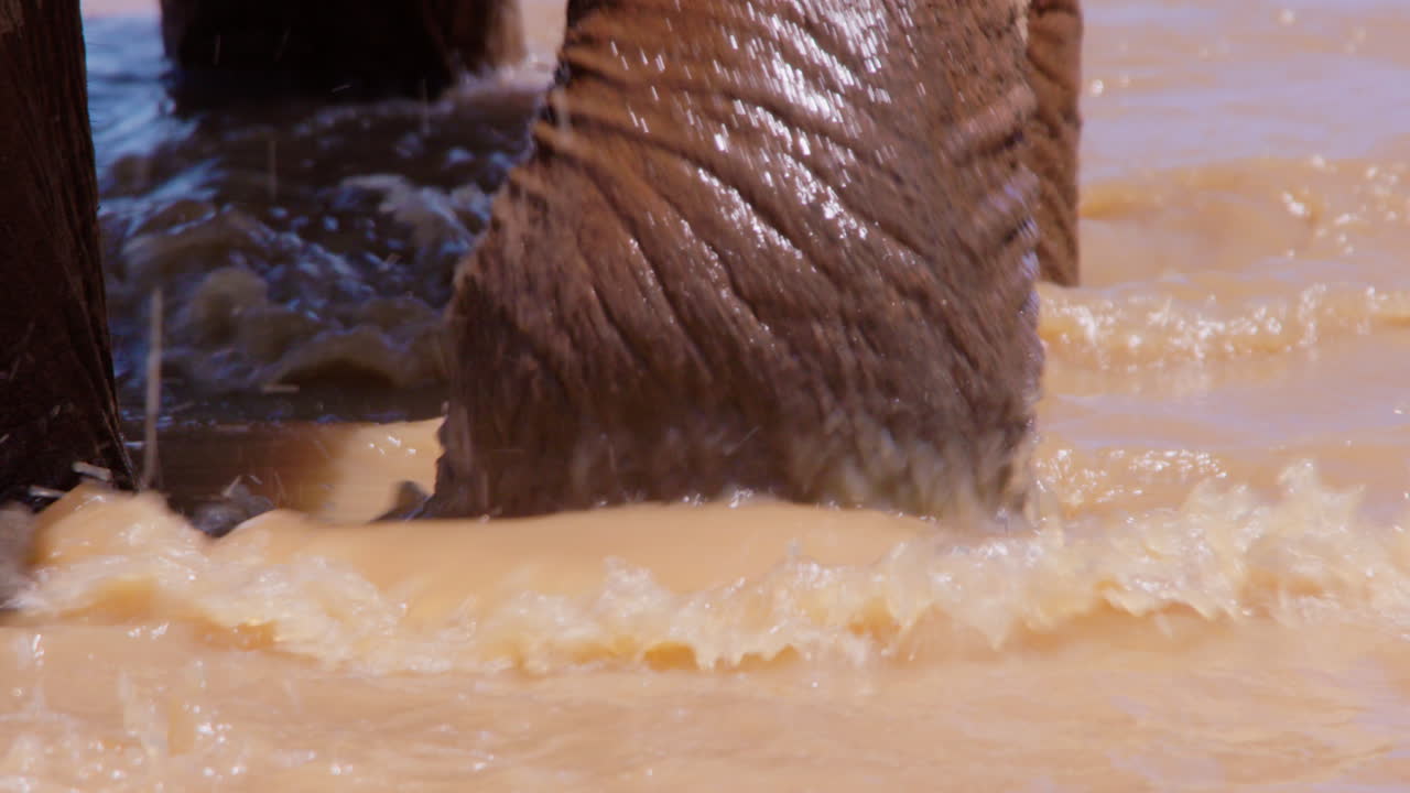 Elefanti africani di savana immersi fino alle ginocchia in una pozza d'acqua