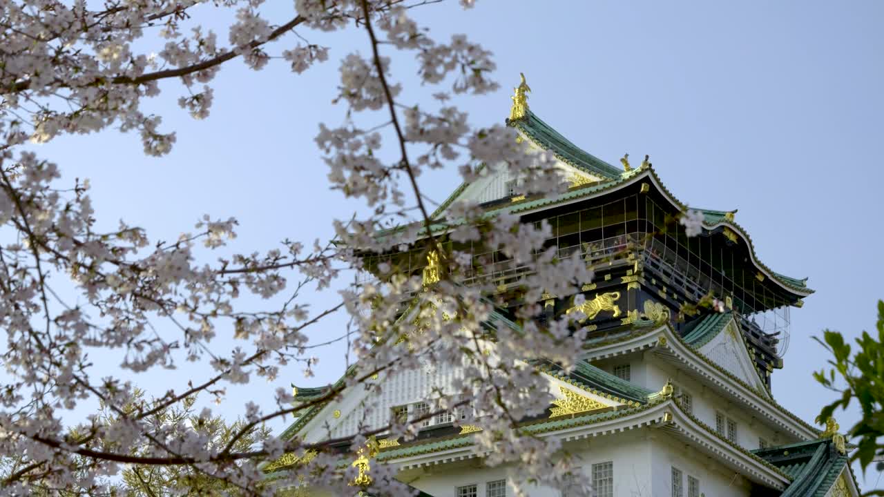 Stunning Osaka Castle, slow motion slider behind Sakura cherry blossoms