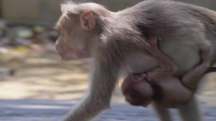 Mother monkey rhesus macaque picking up insects to eat from the road in the afternoon shade with her baby around her stomach in india kerala