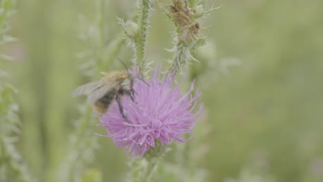 bumblebee on a purple thistle flower