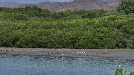 wildlife scene at the shoreline of laguna de las garzas nature reserve in manzanillo, colima, mexico