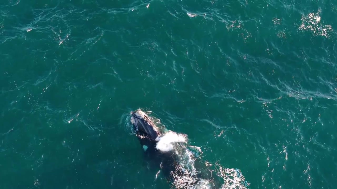 Baleia-franca-austral Eubalaena australis (família Balaenidae) emerge no Golfo Nuevo, Patagônia, Argentina, mostrando nado lento e comportamento respiratório típico de alimentação calma ou trânsito, rastreamento por drone