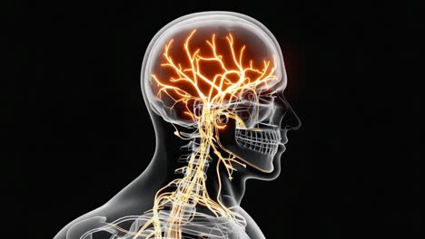 detailed view of the human nervous system
