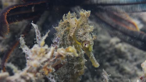un caballito de mar descansando sobre algunas algas balanceándose en la corriente del océano