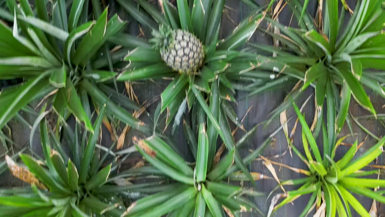 Aerial forward top view of pineapple palms. Daylight