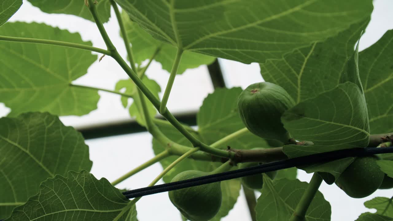 hoja verde en el árbol en el viento con cielo azul claro y nubes