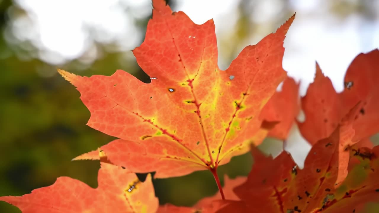 Vibrant Autumn Maple Leaves Showcasing Brilliant Shades of Red and Yellow Against a Blurred Nature Background in a Tranquil Forest Setting