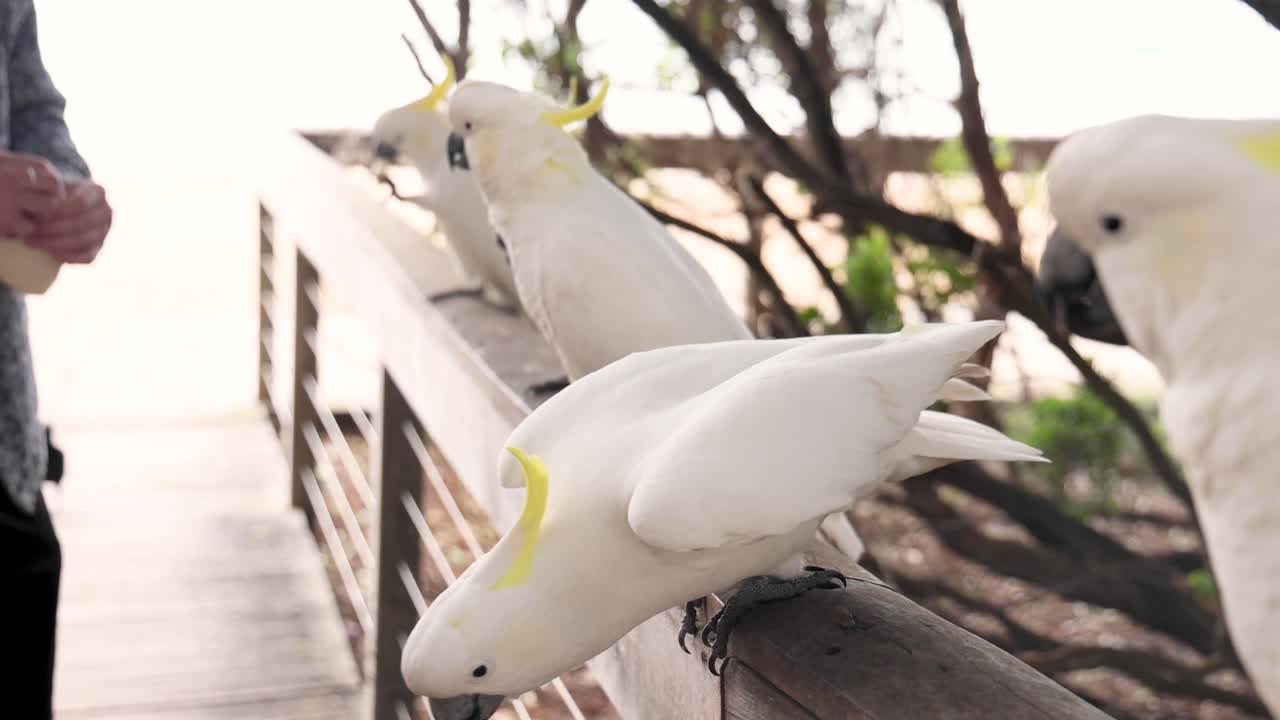 persona alimentando a las cacatúas en una barandilla de madera