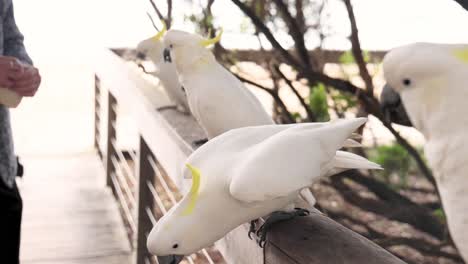 person feeding cockatoos on a wooden railing