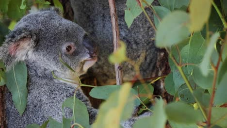 koala munching on eucalyptus leaves in tree