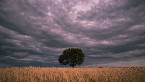 lonely tree in a wheat field under a stormy sky