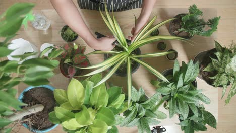 mujer que cuida de plantas de interior