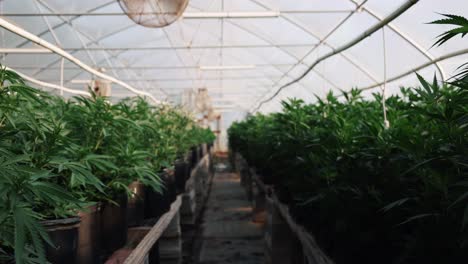 hemp plants in greenhouse of commercial farm