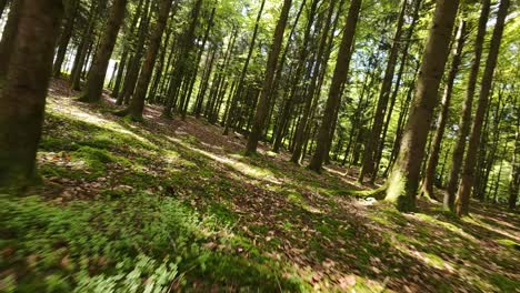 sumérgete en la belleza serena de un bosque de verano