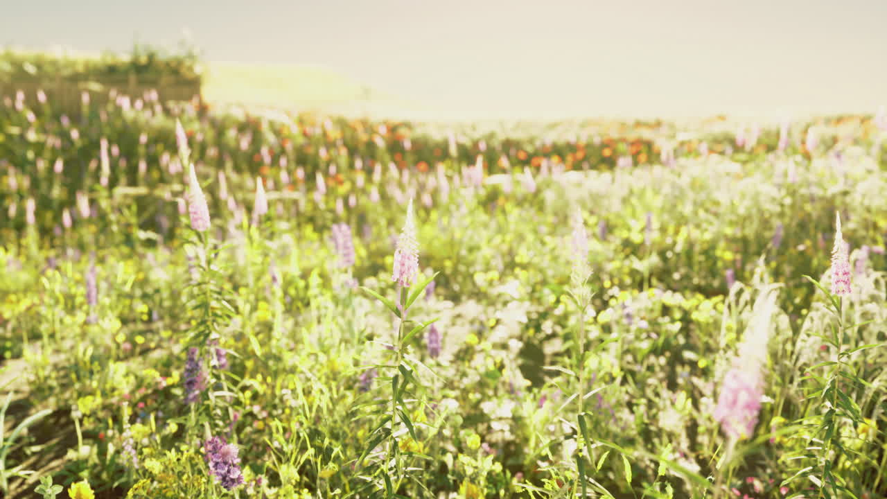 Vibrant wildflower meadow under bright sunlight during a warm day