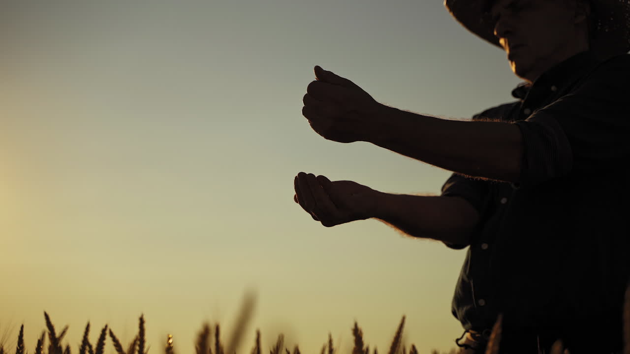 Silhouette of a farmer with grains at sunset. Agriculturist pours seeds in hands and evaluates the quality of grains against the evening sky.