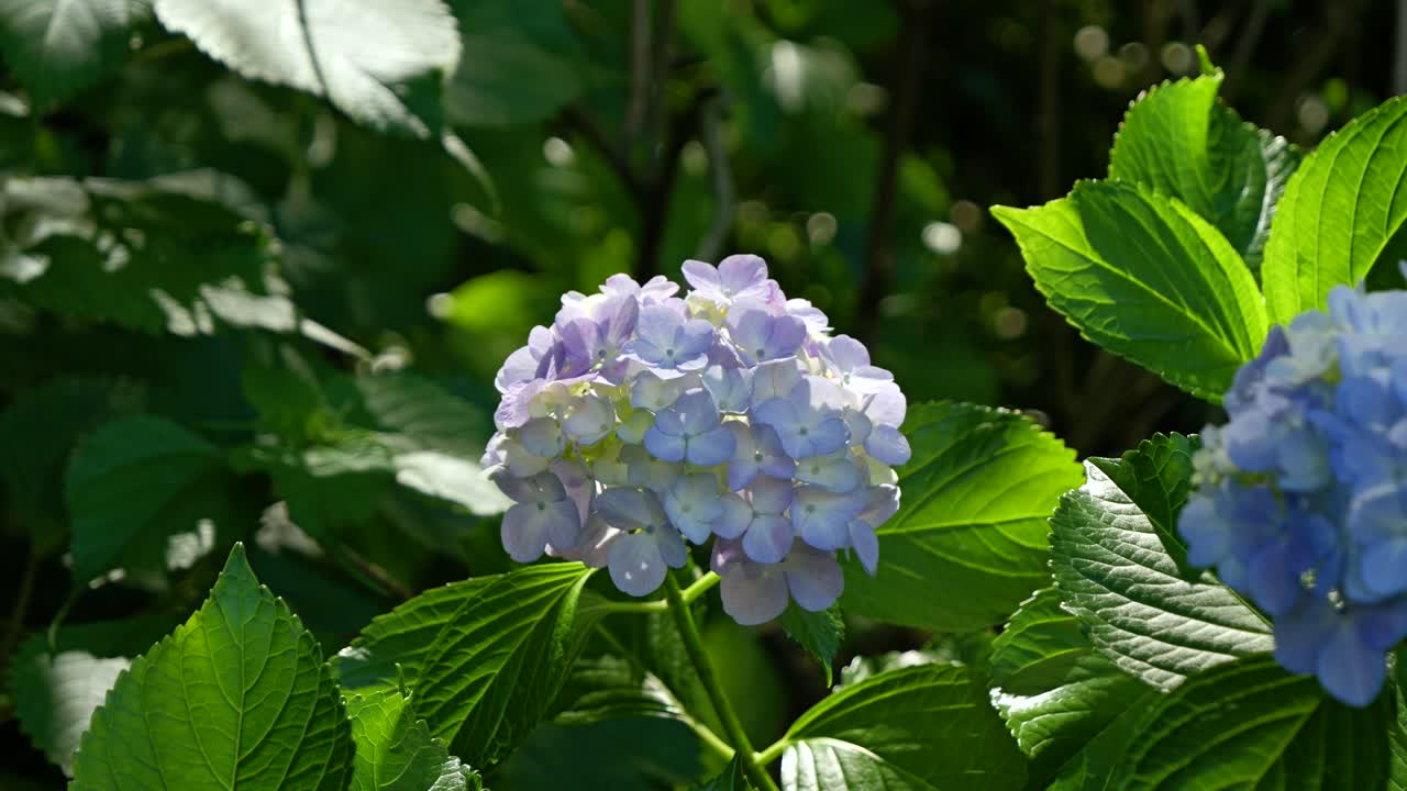 las famosas hortensias presagiadoras del verano en japón