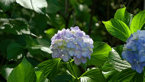 Famosas-Hortensias-Presagios-Del-Verano-En-Japón