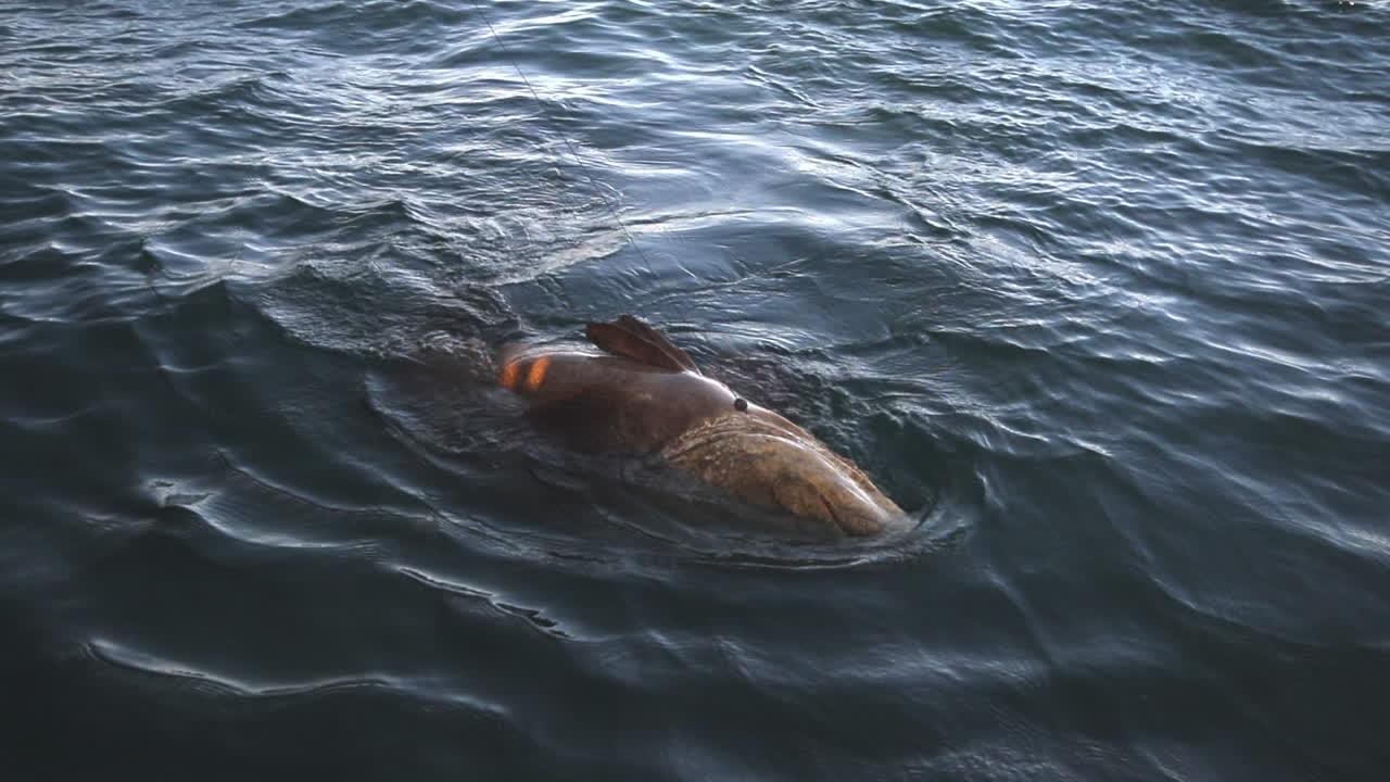 Big Grouper fish swimming in ocean