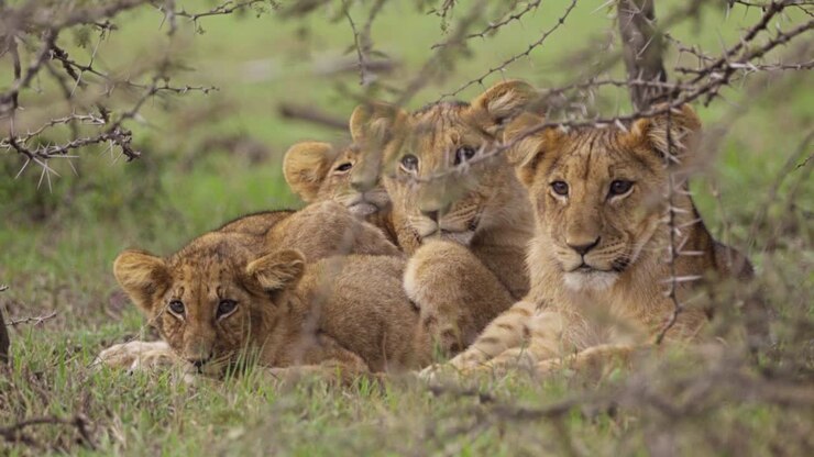 Lion Cubs Resting in Shrubland 02
