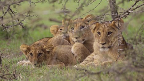 lion cubs resting in shrubland 02