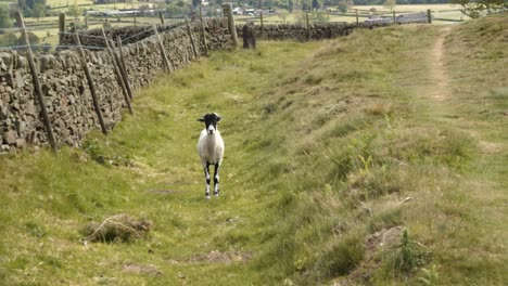 the white-black young sheep walks towards the camera real time