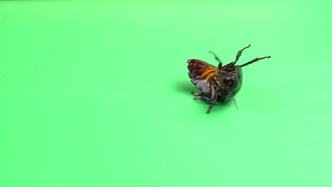 one cockroach spinning on its back and trying to stand on its paws. green screen