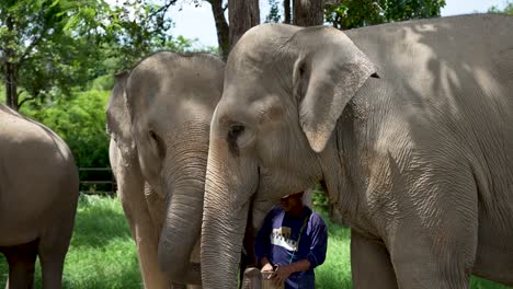 two asian elephants interact with their keeper in a lush, green sanctuary setting in thailand, conveying a sense of harmony and conservation efforts.