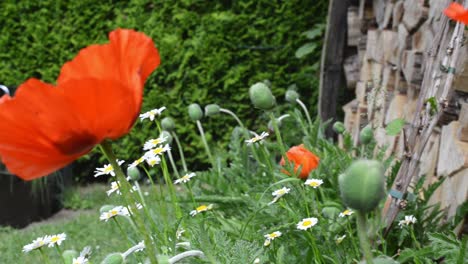 Innumerables-Amapolas-Y-Margaritas-Crecen-Frente-A-Un-Refugio-De-Leña-En-La-Primavera-Europea