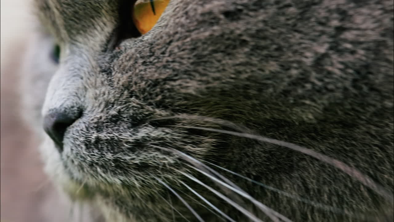 Close up of a Scottish Fold cat with orange eyes resting with a blurred background