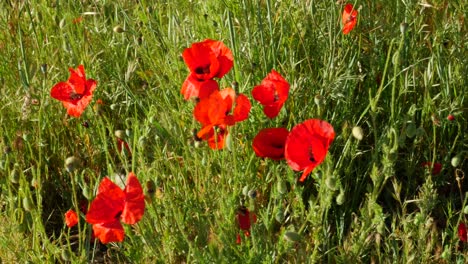 algunas amapolas con una abeja alrededor de ellas