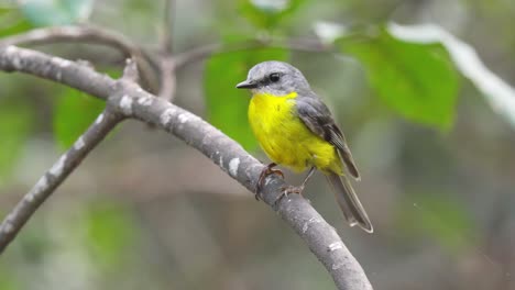 eastern yellow robin perched on a branch flies away in slow motion