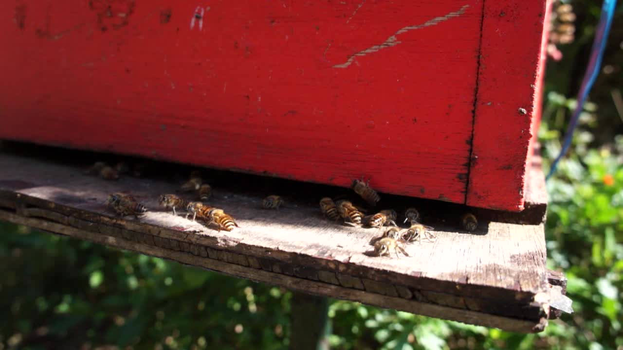 abejas entrando en nidos de abejas hechos por el hombre que están hechos de madera y madera contrachapada
