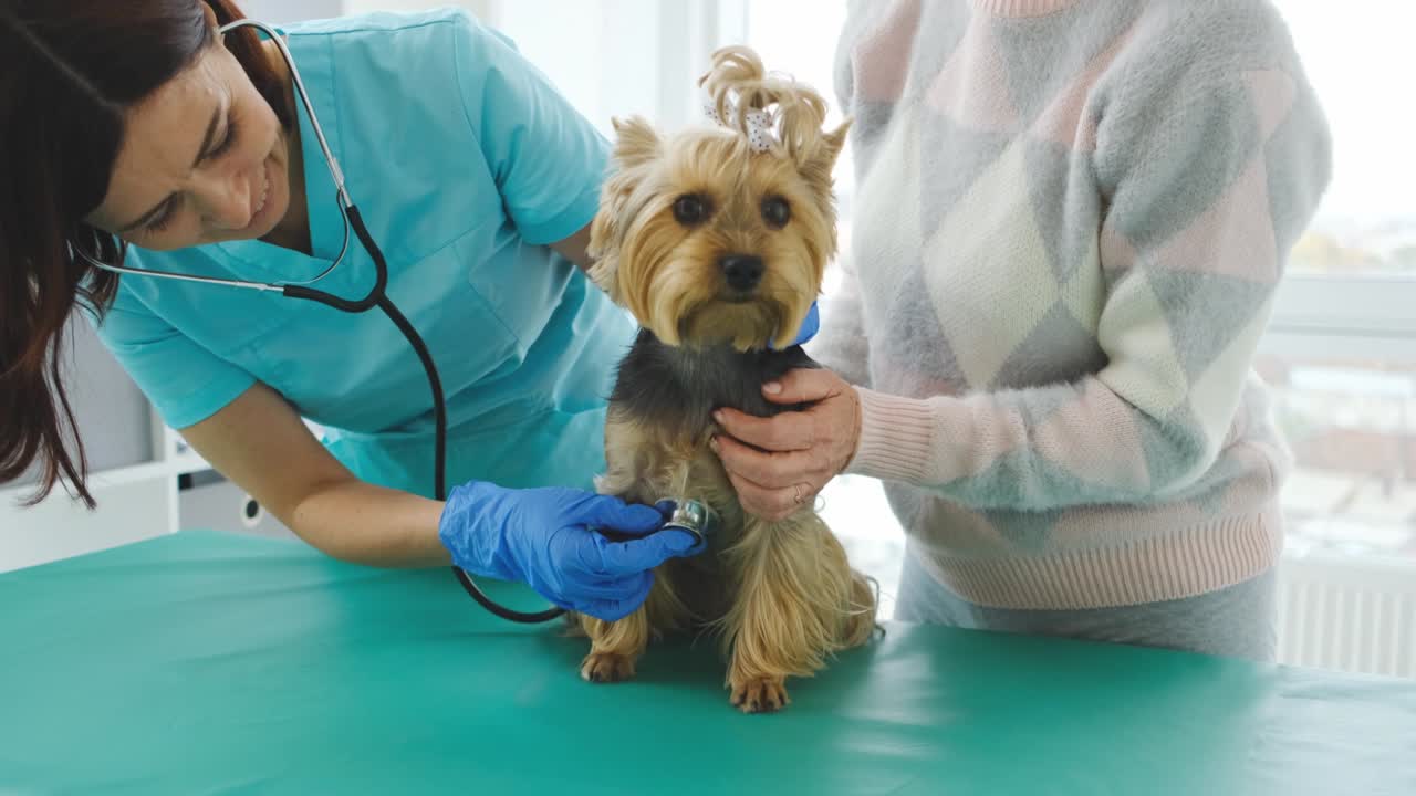 수의사 듣기 요크셔 테리어 스테토스코프