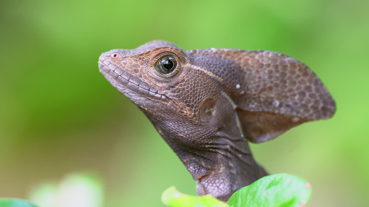 Close-up macro: Only the eye moves, portrait of Brown Basilisk lizard