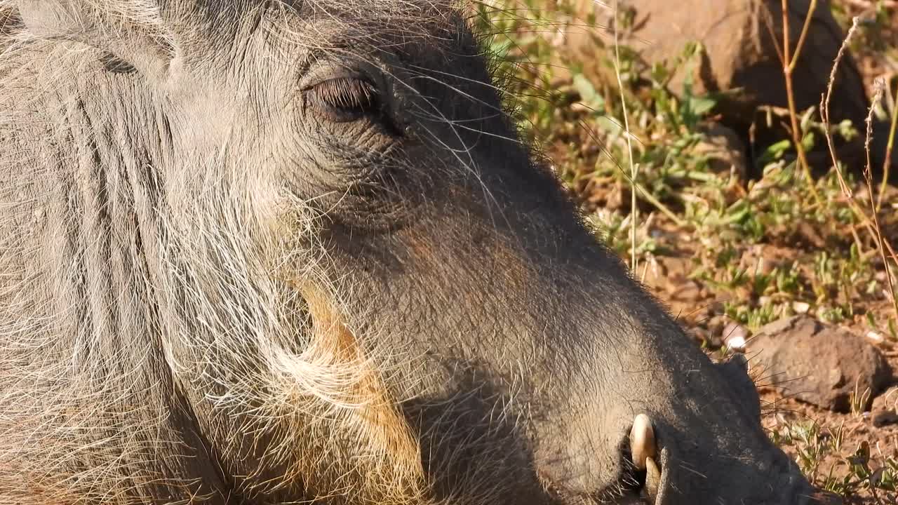 평온한 사마귀의 야생 동물 관찰, 측면 프로파일