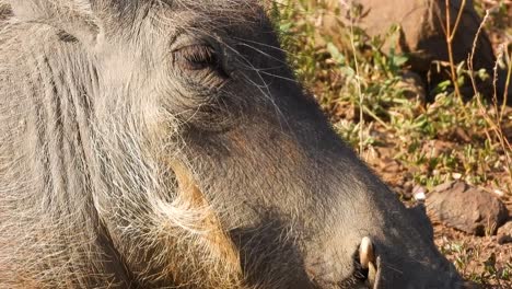 observación de la vida silvestre de jabalíes tranquilos, perfil lateral