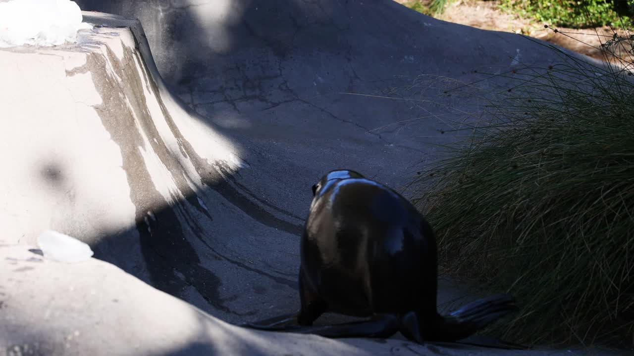 foca moviéndose alrededor de su hábitat del zoológico