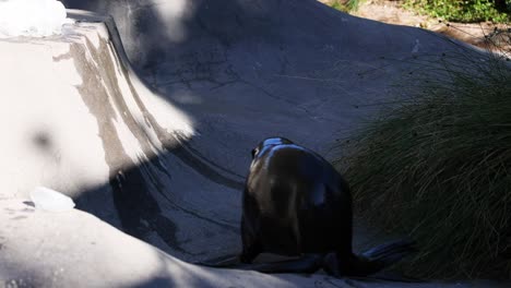seal moving around its zoo habitat
