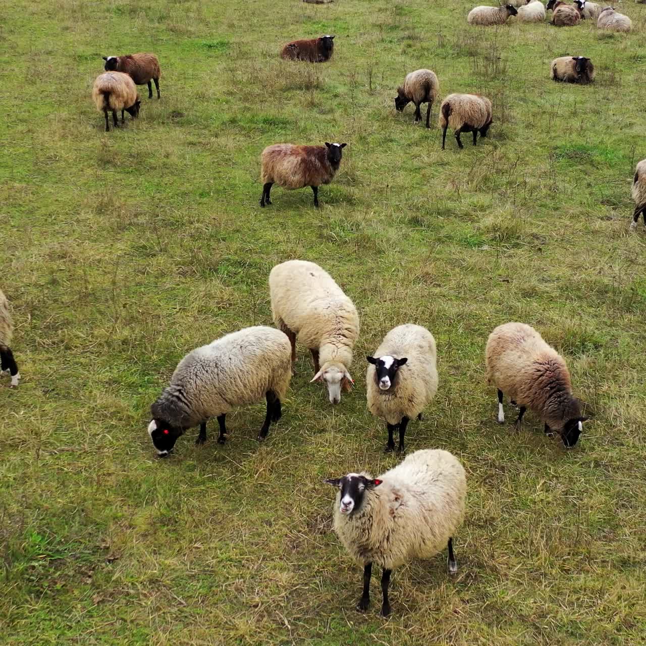 Gregge di pecore all'aperto. Allevamento di pecore. Gregge di pecore in un campo.