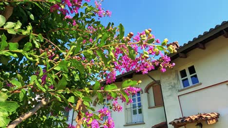 lebendige blumen vor einem haus