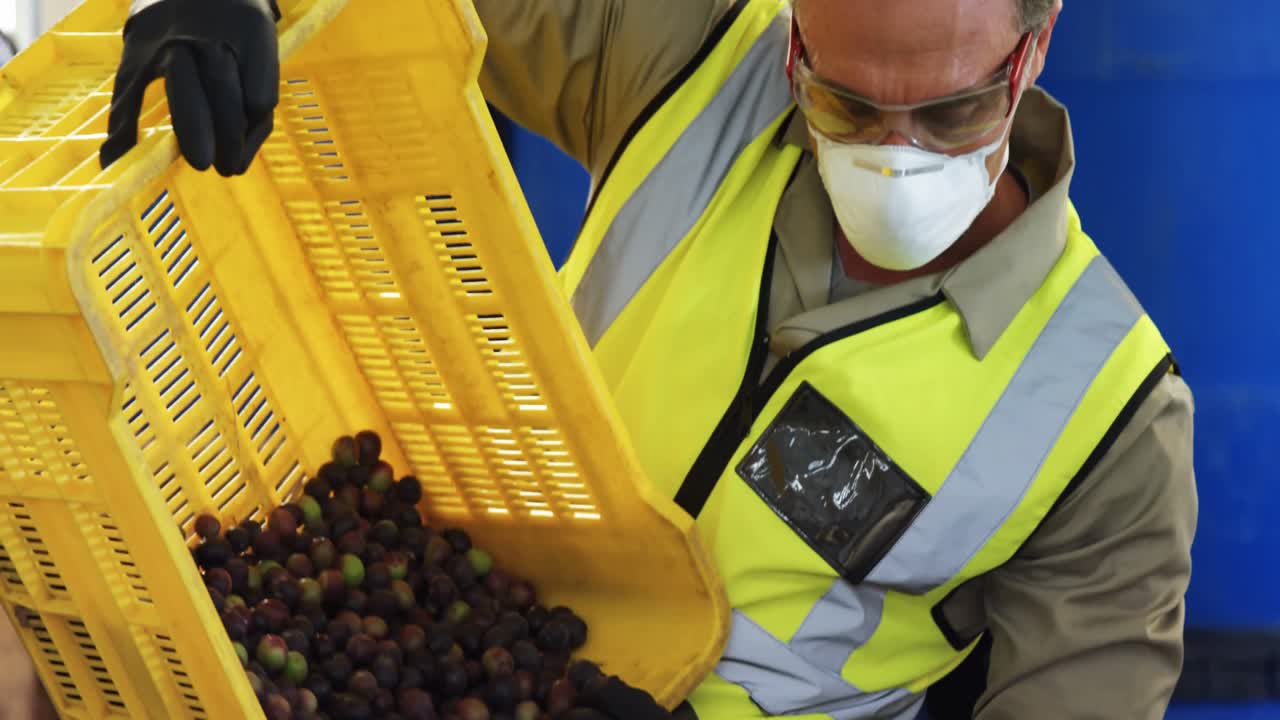 Ouvrier mettant des olives récoltées dans une machine 4K