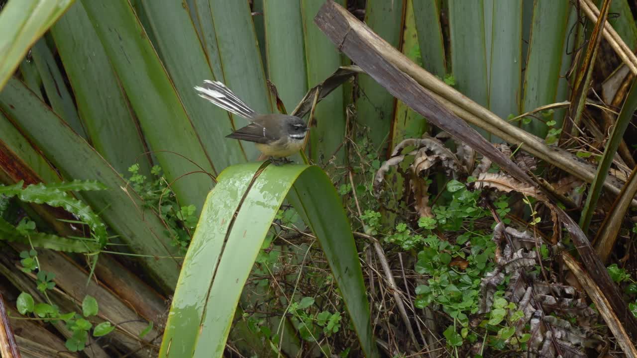 New Zealand Fantail Bird In Its Natural Habitat In Tauparikaka Marine Reserve, Haast, New Zealand