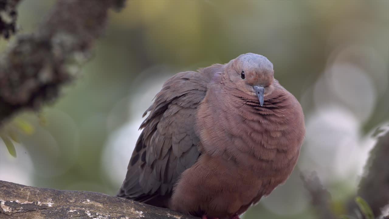 fluffed up close-up Eared Dove tropical bird perched resting calm cold morning