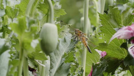 a two-spotted dragonfly sits on the leaf of an opium poppy