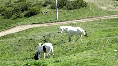 two white horses eating grass in pasture